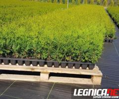 Tuja szmaragd brabant ok 30 cm dostawa gratis