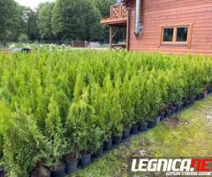 TUJE SZMARAGD DETAL/HURT cała Polska