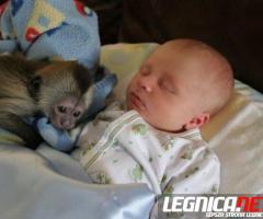 Dobrze wyszkolone małpy kapucynki na sprzedaż