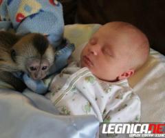 Dobrze wyszkolone małpy kapucynki na sprzedaż