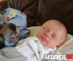 Dobrze wyszkolone małpy kapucynki na sprzedaż