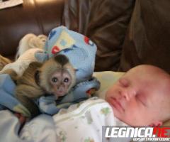 Dobrze wyszkolone małpy kapucynki na sprzedaż