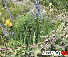 Działka ROD na sprzedaz Legnica