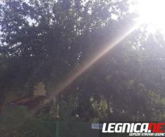 Działka ROD "ZORZA" w Ziemnicach k/Legnicy (PILNE)